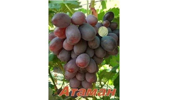 Виноград Атаман описание сорта его характеристики и особенности